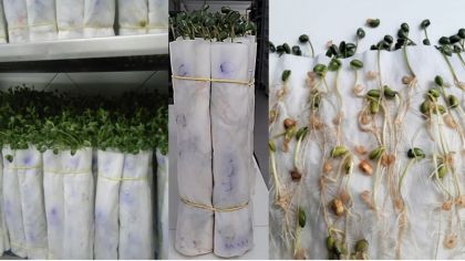 ADV Consultoria Agronômica - Germinação de Sementes de Soja em Substrato Papel