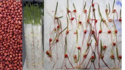 ADV Consultoria Agronômica - Germinação de Sementes de Sorgo em Substrato Papel
